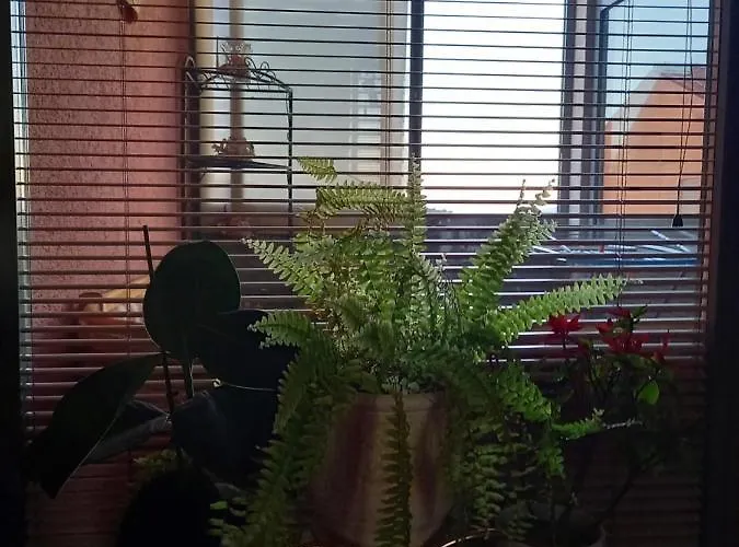 Rab Centar Due Daire *