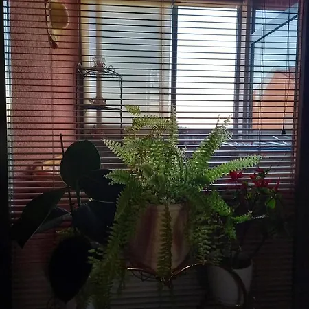 Rab Centar Due Appartement *